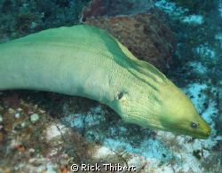 swimming with a Moray by Rick Thibert 